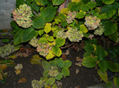 DSCN2249