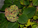 DSCN2250