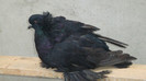 DSC00509