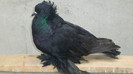 DSC00510