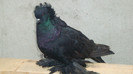 DSC00507