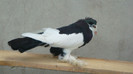 DSC00539