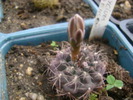 14711694_MOYRIGZIL[1]