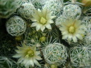 14771910_DCLFANHSI[1]