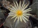 Astrophytum_myriostigma_v._guadricostata[1]