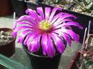 Echinocereus_morricalii[1]