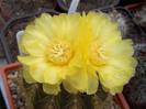 Eriocactus_magnificus[1]