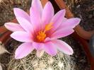 Mammillaria_boolii[1]
