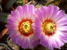 Echinocereus_baylei[1]