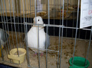 SDC11608
