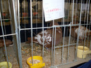 SDC11609