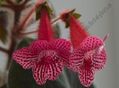 Kohleria Elise (ni)