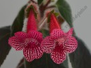 Kohleria Elise (ni)