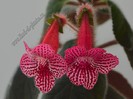 Kohleria Elise (ni)