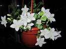 Campanula