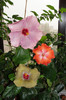 hibiscus Katlyn Jane hibiscus  Greenie Meanie hibiscus  Moorea Rita