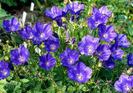 campanula persicifolia V.