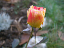 nov. 2012