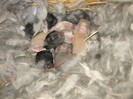 English Angora Rabbits