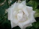 SANY0365