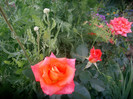 SANY0377
