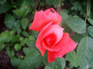SANY0451