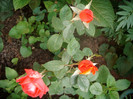 SANY0524
