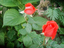 SANY0538