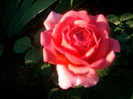 SANY0545