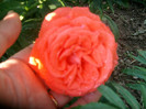 SANY0551