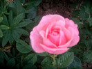 SANY0552