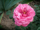 SANY0576