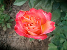 SANY0579