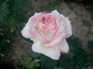 SANY0582