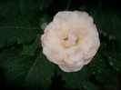 SANY0636