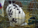 PICT0216