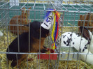 PICT0219