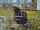 PICT0233