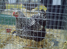 PICT0239