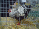 PICT0241