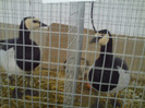 PICT0248