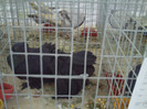 PICT0262