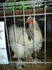DSC01267