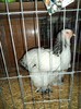 DSC01268