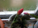 DSCN2412