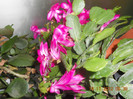 DSCN2415