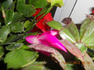 DSCN2416