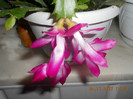 DSCN2424