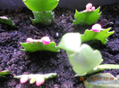 DSCN2429