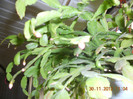 DSCN2447